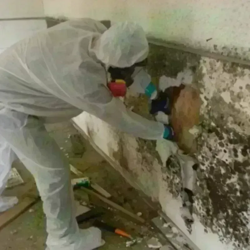 Mold Remediation and Removal in Sawmills, NC